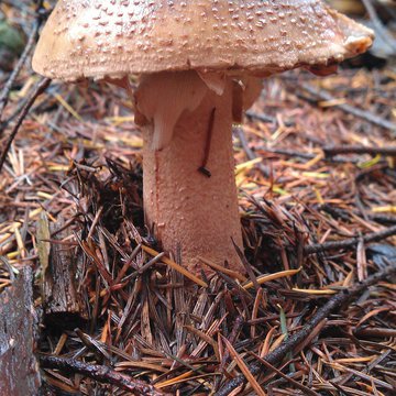 Quis nibh convallis fringilla